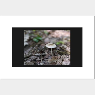 White Mushroom Posters and Art